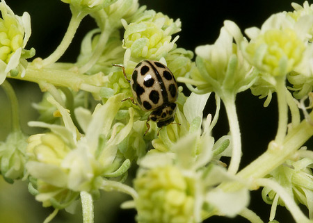 Micraspis 16-punctata - Ladybirds species | CHIAMAIAS JISHEBI | ჭიამაიას ჯიშები